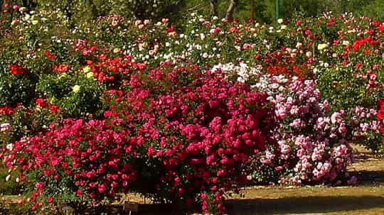 Cuidados de rosas y rosales - Cuida tu jardín