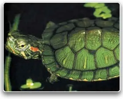 Cómo cuidar a tu mascota?: TORTUGA JAPONESA Cómo cuidar a tu mascota?: TORTUGA JAPONESA
