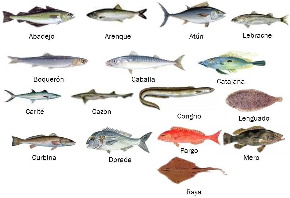 la cuisine de l'avenir: CLASIFICACIÓN DE LOS PESCADOS la cuisine de l'avenir: CLASIFICACIÓN DE LOS PESCADOS