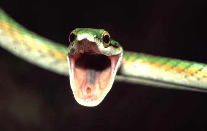 Culebra verde', de Germán Machado | darabuc. Culebra verde', de Germán Machado | darabuc.