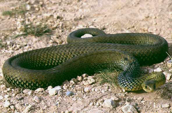 Fotos HD Serpientes & cobras - Taringa!