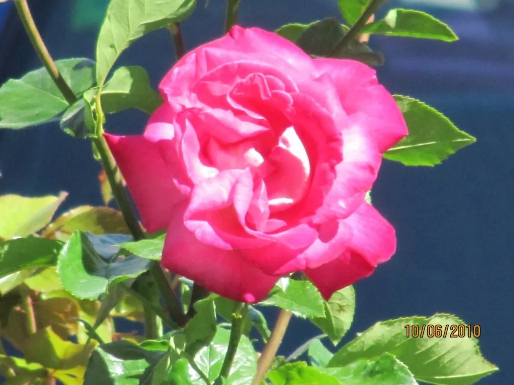 CULIBLANCO por FRANCISCO NIETO: LAS ROSAS flores y significado de ... CULIBLANCO por FRANCISCO NIETO: LAS ROSAS flores y significado de ...