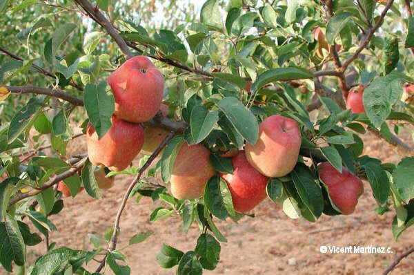 Cultivar manzanos