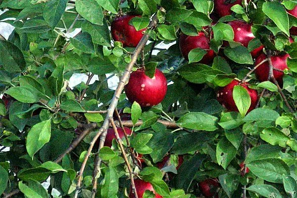 Cultivo de manzanas - Economía, Nutrición, Plantas