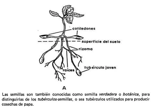 El cultivo de la papa (Solanum tuberosum L). Caracterización ...