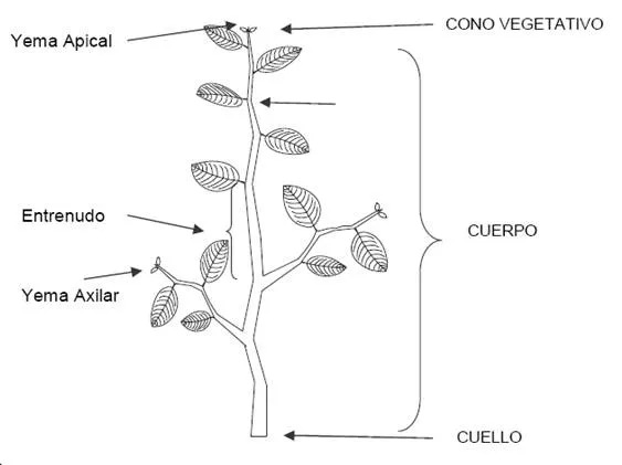 El cultivo de la papa (Solanum tuberosum L). Caracterización ...
