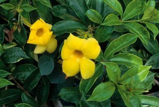 Cultura Guaraní: Campanita Amarilla , Alamanda catartica Cultura Guaraní: Campanita Amarilla , Alamanda catartica