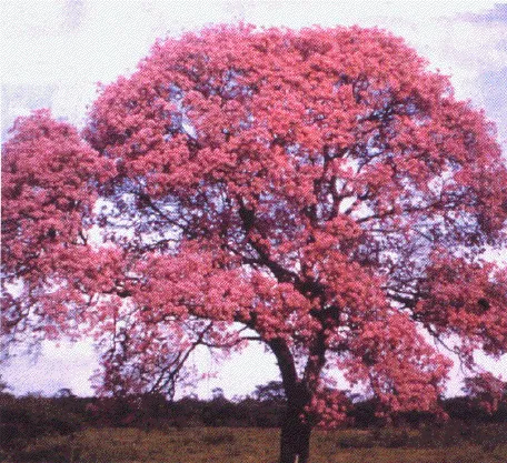 Cultura Guaraní: El lapacho rosado
