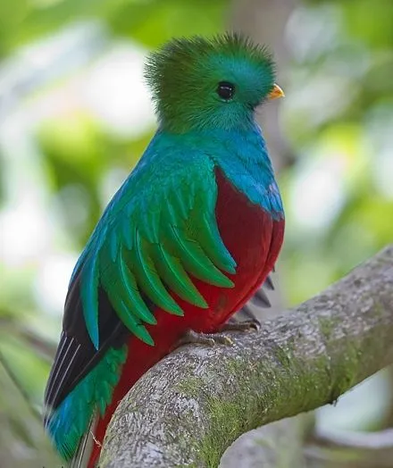 El Quetzal Ave nacional de Guatemala | Mi Bella Guatemala ...