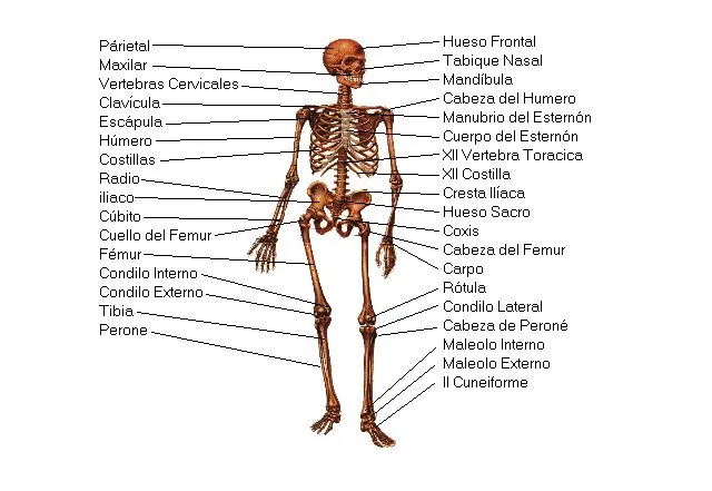 Sistema Óseo - Sistemas - Cuerpo Humano - TAFAD - TAFAD y Cursos