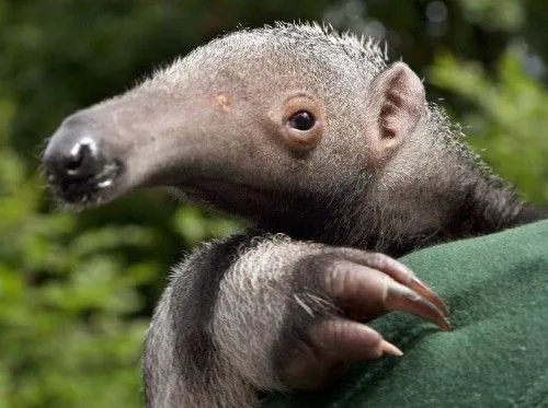 Curiosidades y fotos de animales: Oso hormiguero Curiosidades y fotos de animales: Oso hormiguero