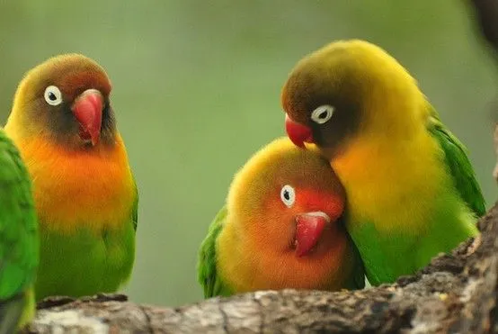 Curiosidades del Mundo: Aves exóticas del Amazonas y del Mundo.
