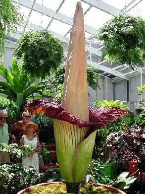 Curiosidades del Mundo: Las dos flores más grandes del Mundo.