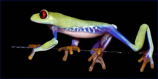 Curiosidades del Mundo: Increíbles fotos de ranas y sapos de colores. Curiosidades del Mundo: Increíbles fotos de ranas y sapos de colores.
