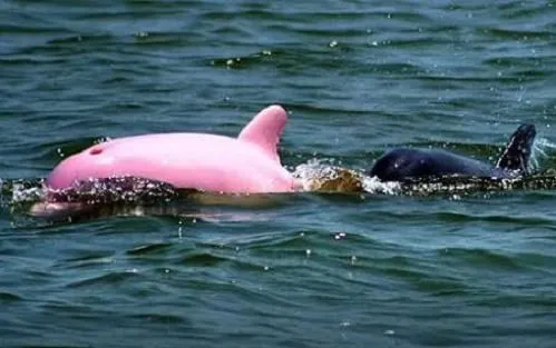 El curioso caso del delfín rosado | Sobre Curiosidades
