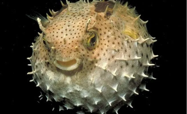 El curioso pez globo