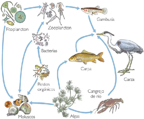 Curso biología IV Selene Ponce 623: Práctica Ecosistemas