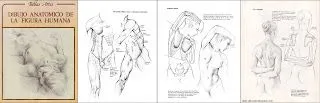 Curso de Diseño Gráfico: Dibujo anatómico de la figura humana