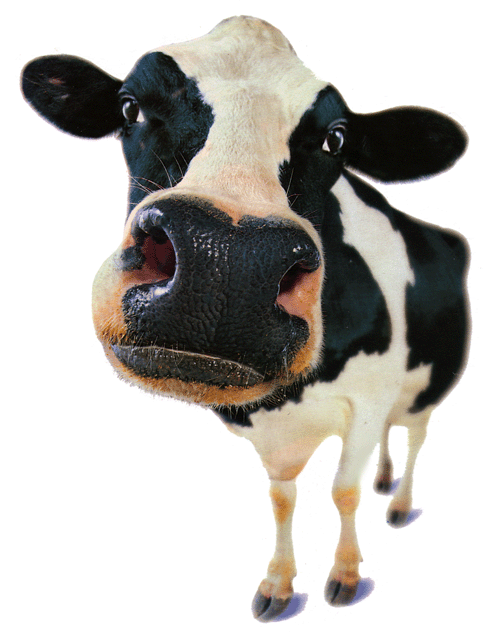 Gif vacas - Imagui