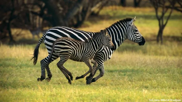 cute animals pictures | Wallpaper Zebras Cute animals 1080p Full ...