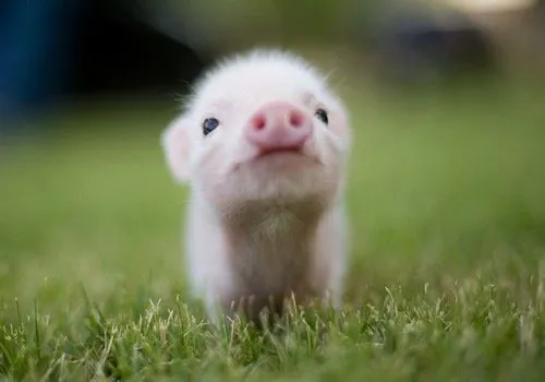 cute baby pig ♥ | Pictures that make you smile | Pinterest ...