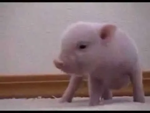 Cute baby pig - YouTube