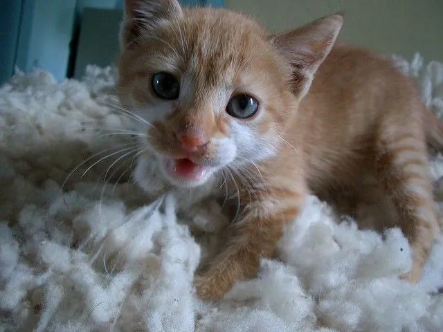 Cute Cat | Flickr - Photo Sharing!