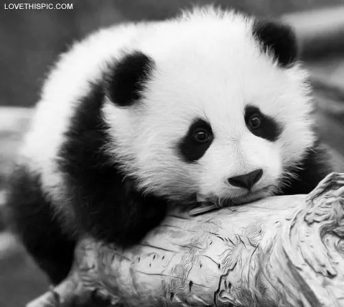 Panda World: Un Nuevo Panda Para El Mundo