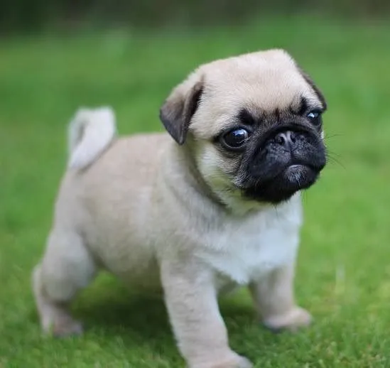 Pug Puppies on Pinterest | Pugs, Funny Pugs and Baby Pugs