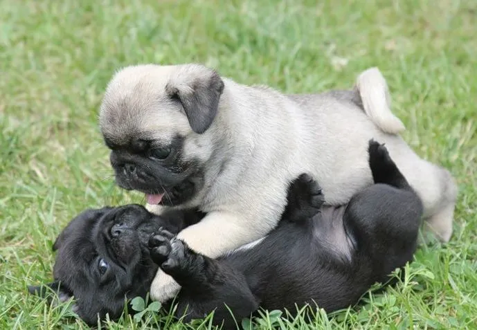 Cute Pug Puppy (rolly polly) LOL | ♥ CUTE PUG PUPPIES ...