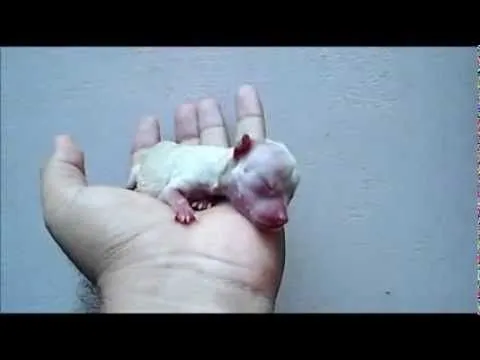 Cuteness Newborn Teacup Chihuahua Puppy falls asleep in the palm ...