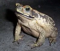 DataNatura: ¿Sapos o Ranas?. ¿Cuál es la diferencia? DataNatura: ¿Sapos o Ranas?. ¿Cuál es la diferencia?