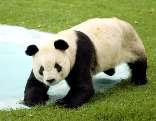 Oso Panda Image - FONDOS WALL