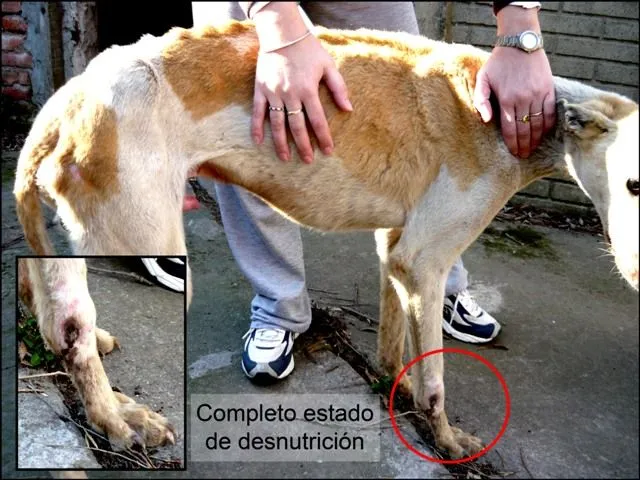 Decile NO al maltrato animal! - Fornewssites!