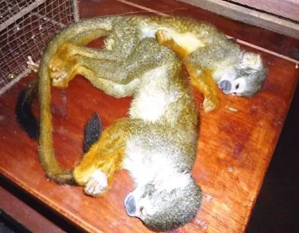 Decomisan 40 monos muertos en bodega de ómnibus que se dirigía a ...