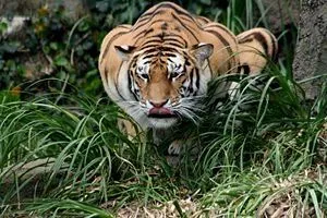 ... definición (HD) con imágenes de un fabuloso tigre de Bengala ... definición (HD) con imágenes de un fabuloso tigre de Bengala