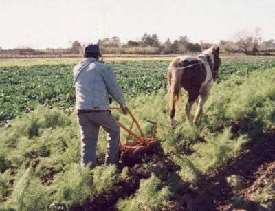 Definición de Rural » Concepto en Definición ABC