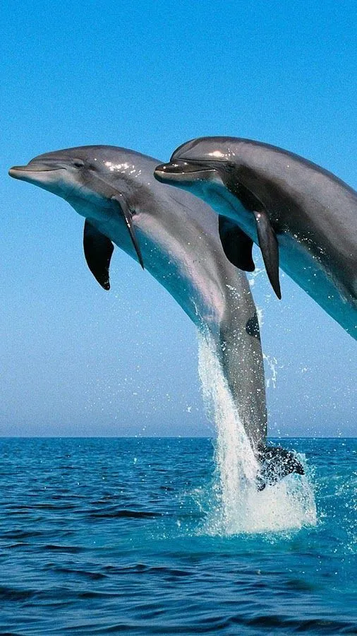 Delfín Fondo Animado - Aplicaciones Android en Google Play