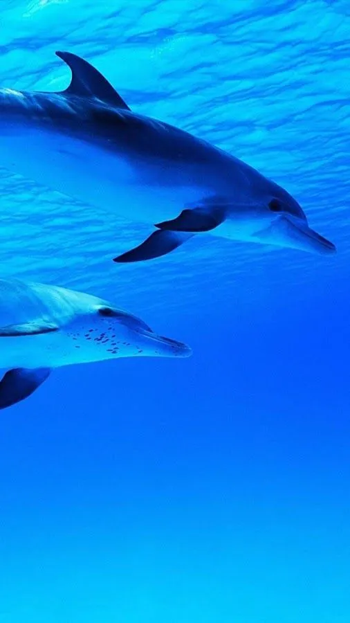 Delfín Fondo Animado - Aplicaciones Android en Google Play