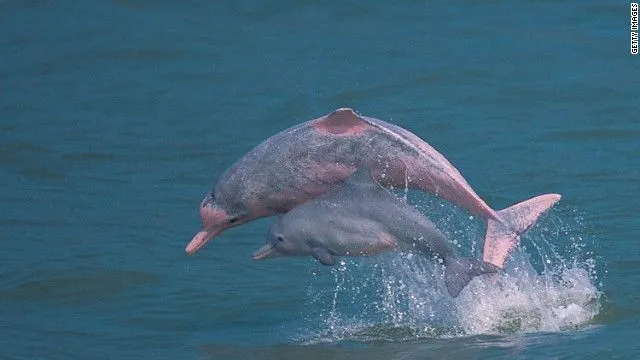El delfín rosado podría desaparecer | CNNEspañol.com