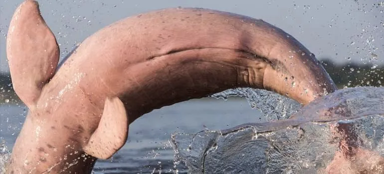 delfin rosado | facilisimo.com