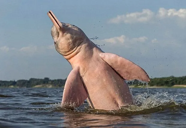 Delfín rosado: Increíbles fotografías de esta rara especie en el ...