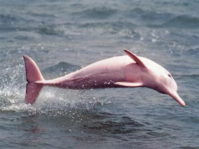 delfin-rosado-videojuego.jpg