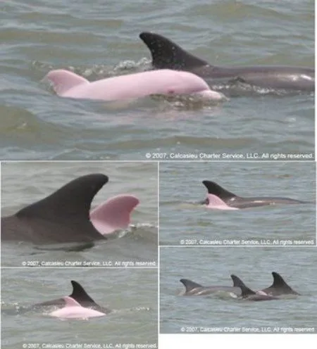 Delfines albinos y rosados | sonopuntura