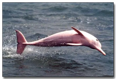 Delfines albinos y rosados | sonopuntura