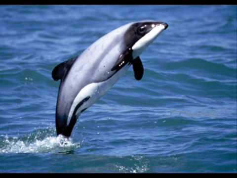 delfines unos animales muy inteligentes, tiernos e indefensos | Poett