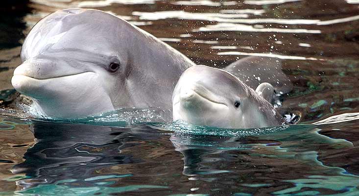 Delfines y Ballenas. Su Inteligencia, arte y espiritualidad.