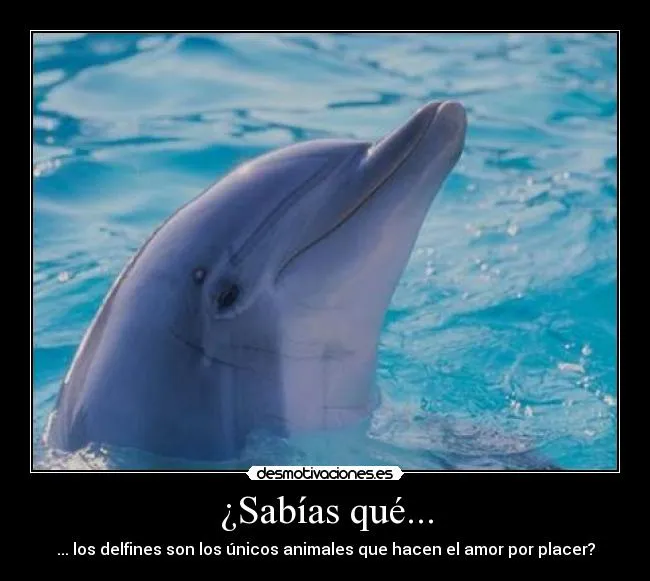 Delfines frases amor - Imagui
