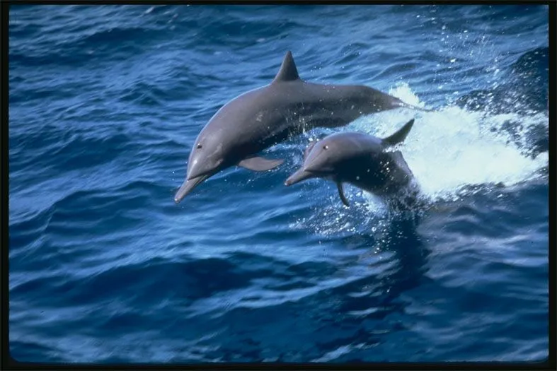 Descarga de imagenes de delfines movimientos - Imagui