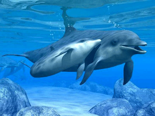 Gif de delfines en movimiento - Imagui